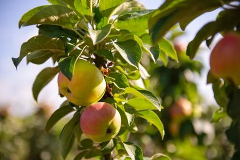 Apples Russian Paws Stock Photos