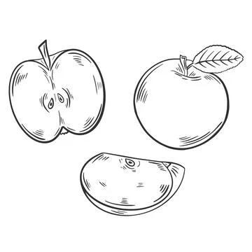 Apples set engraved vector illustration Ilustração Stock
