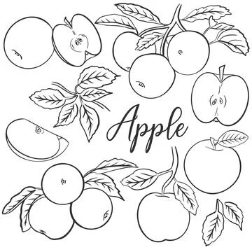 Apples set hand engraving vector Stock Illustration