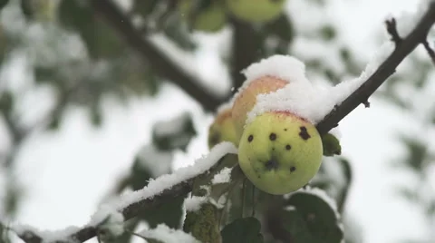 Apples in snow Stock Footage 57729514