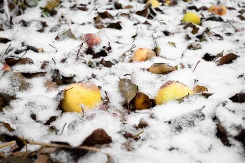 Apples in snow. Foto stock