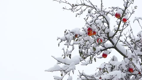 Apples with snow on the tree Stock Footage 240501086