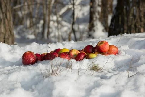 Apples on snow in winter forest Stock Photos