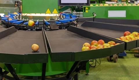 Apples Sorting Machine Farm Stock Photos