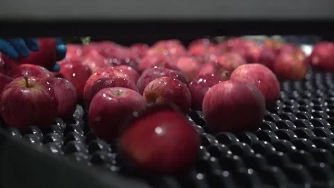 Apples sorting in a packing house. Moving on Automatic Sorting Conveyor Stock Footage 233888554