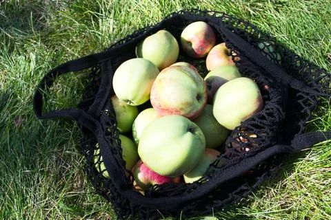 Apples in a string bag. Garden apples in an eco-friendly bag on green grass. Stock Photos
