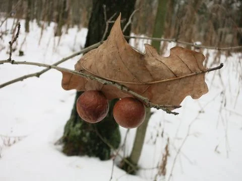 Apples stuck to an oak leaf and stuck on a branch in the middle of a snowy fo Stock Photos