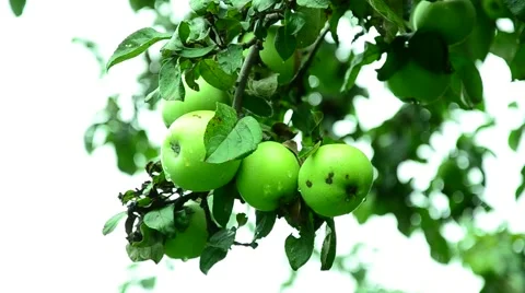 Apples in the summer garden. Stock Footage 66187087
