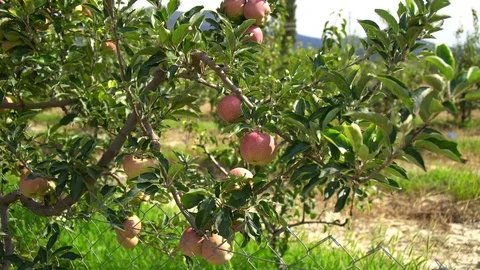 Apples in the sun Stock Footage 94067558