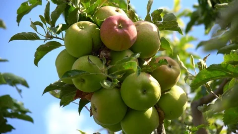 Apples in the sun Stock Footage 94109969