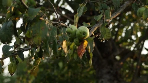 Apples at sunset Stock Footage 79762015