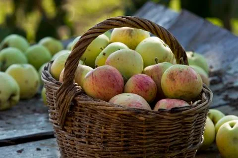 Apples on the table Stock Photos