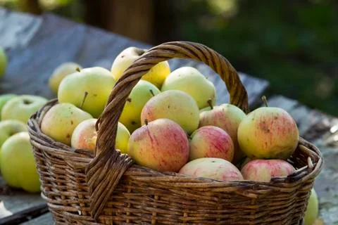 Apples on the table Stock Photos