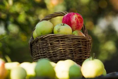 Apples on the table Stock Photos