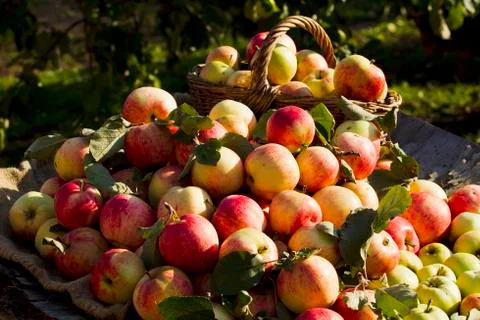 Apples on the table Stock Photos