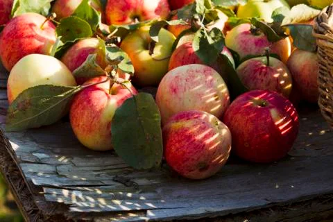 Apples on the table Stock Photos