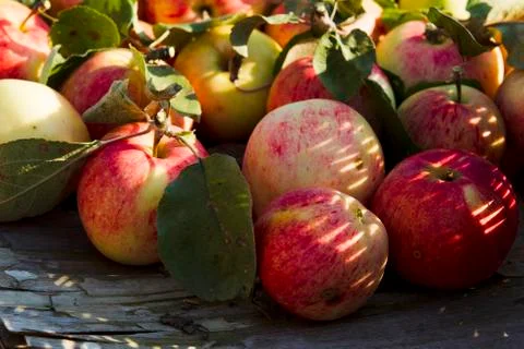 Apples on the table Stock Photos