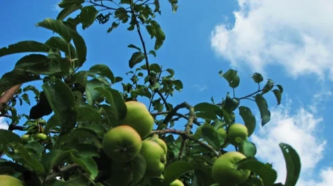 Apples Timelapse Stock Footage 8508097