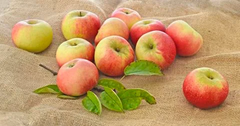 Apples on top of a sack Stock Photos