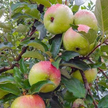 Apples on the tree after the rain Foto stock