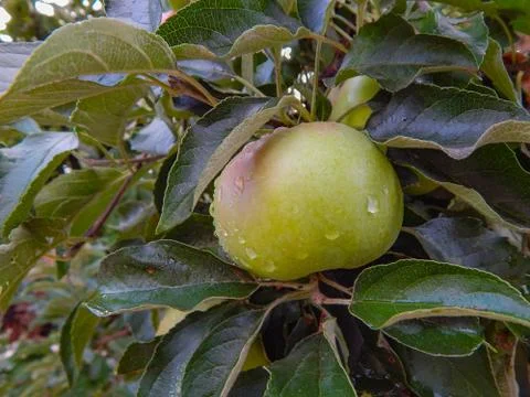 Apples on the tree after the rain Foto stock