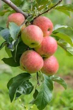 Apples on tree in apple orchard Foto stock