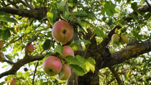 Apples on tree, apple tree and fruits. Autumn fruits Stock Footage 139567985
