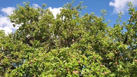Apples on the tree. Apple tree. Apple harvest. Ripe apples. Stock Footage 112125008