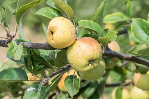 Apples on the tree, apple tree Stock Photos