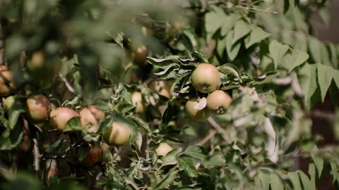 Apples Tree on an autumn day Stock Footage 253618990
