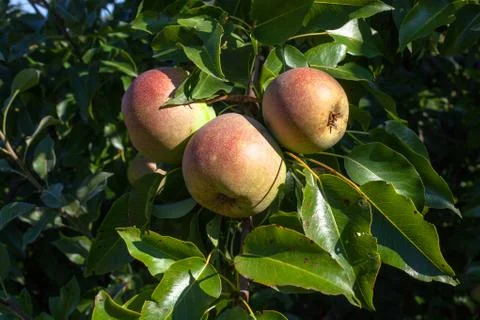 Apples on a tree branch, close-up Foto stock