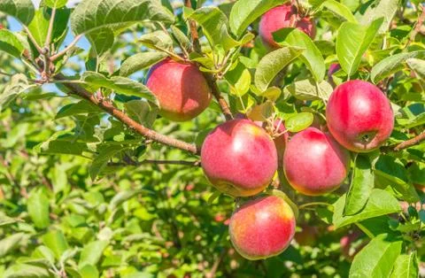 Apples on a tree branch Stock Photos