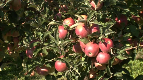 Apples on tree branch ready for picking Vídeo Stock 35713314
