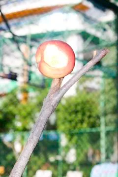 Apples on the tree branches. Stock Photos
