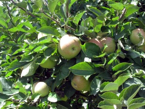 Apples on tree branches Stock Photos