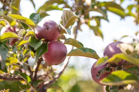 Apples on tree branches Stock Photos