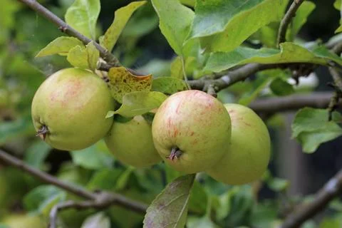 Apples on a tree in close up Stock Photos