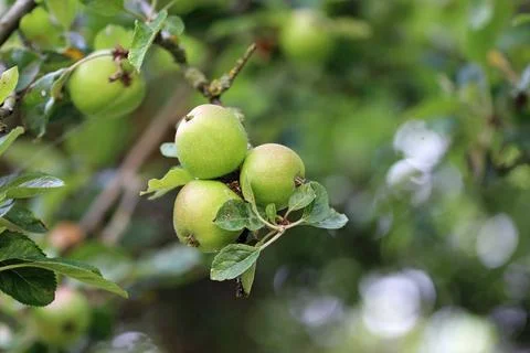 Apples on a tree in close up Stock Photos