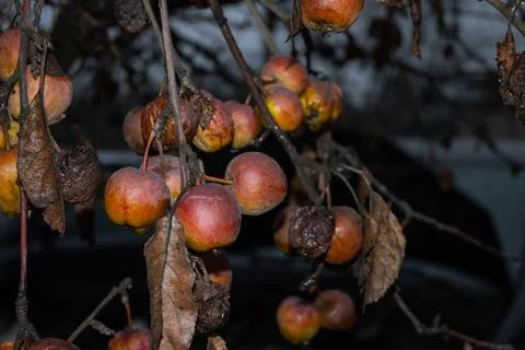 Apples in the tree in December. Stock Photos