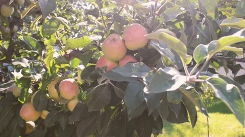 Apples on a tree with flare Stock Footage 93694720