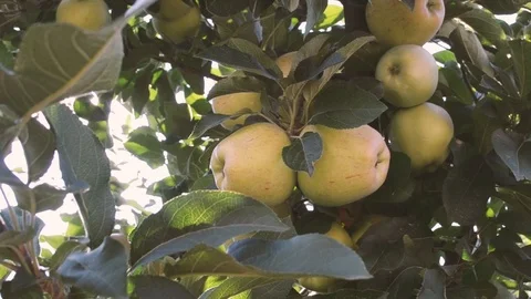 Apples on a tree with flare Stock Footage 93792802