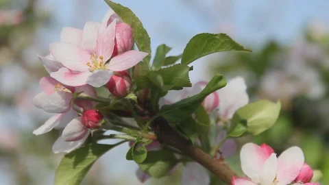 Apples tree flowered Video stock 92926430