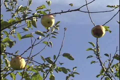 Apples on Tree Stock Footage 296791