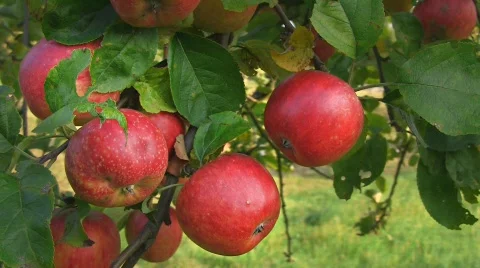 Apples on tree Stock Footage 519715