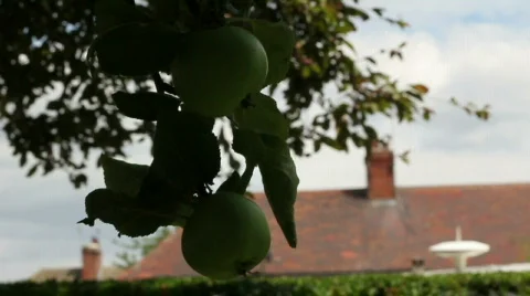 Apples on a tree Video stock 794081