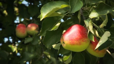 Apples on a tree 스톡 동영상 8540384