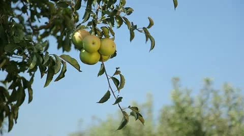 Apples on the tree Stock Footage