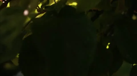 Apples in a tree Stock Footage 11317828