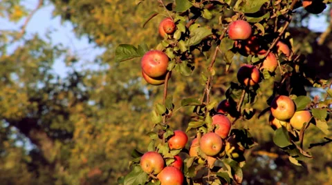 Apples on the Tree Video stock 29724792