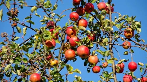 Apples on the tree Stock Footage 30460303